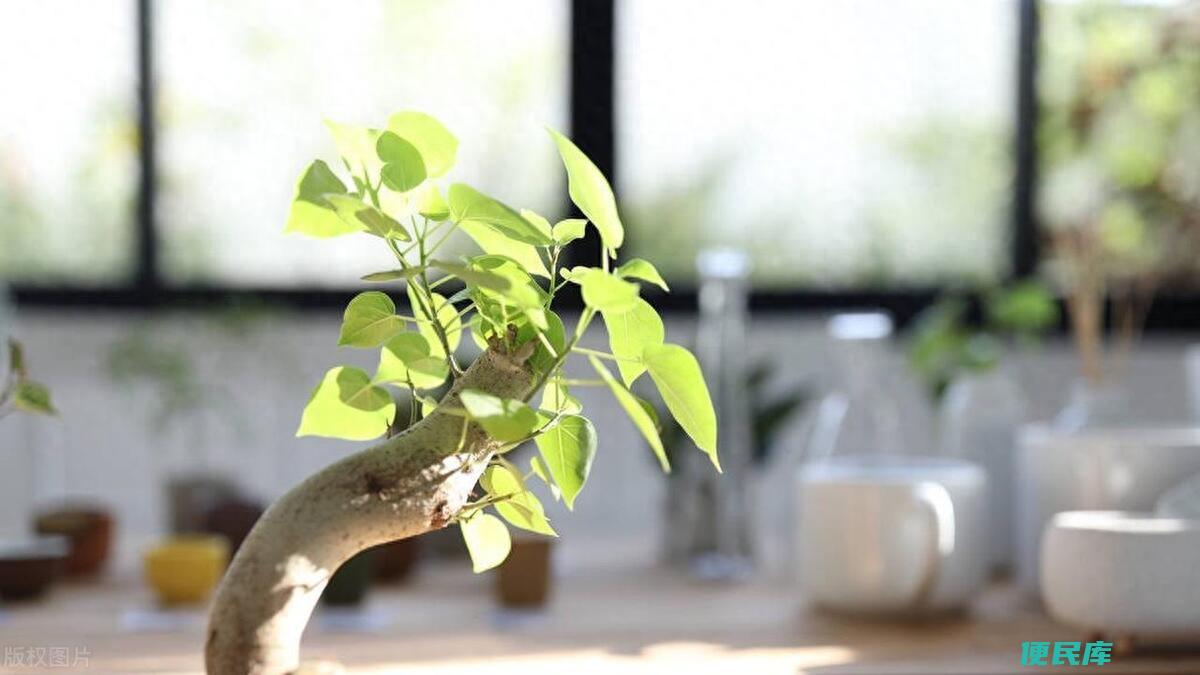 菩提树盆栽养殖方法（菩提树的寓意及优点都有哪些）