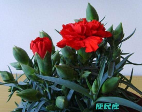 康乃馨的花期有多长时间（康乃馨花期的养殖方法介绍）