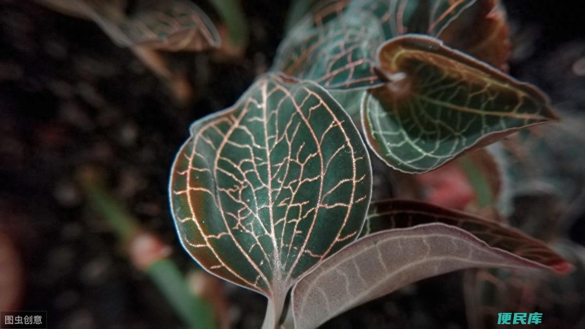 金线莲的种植方法和技术（种植金线莲的所需材料和用具）