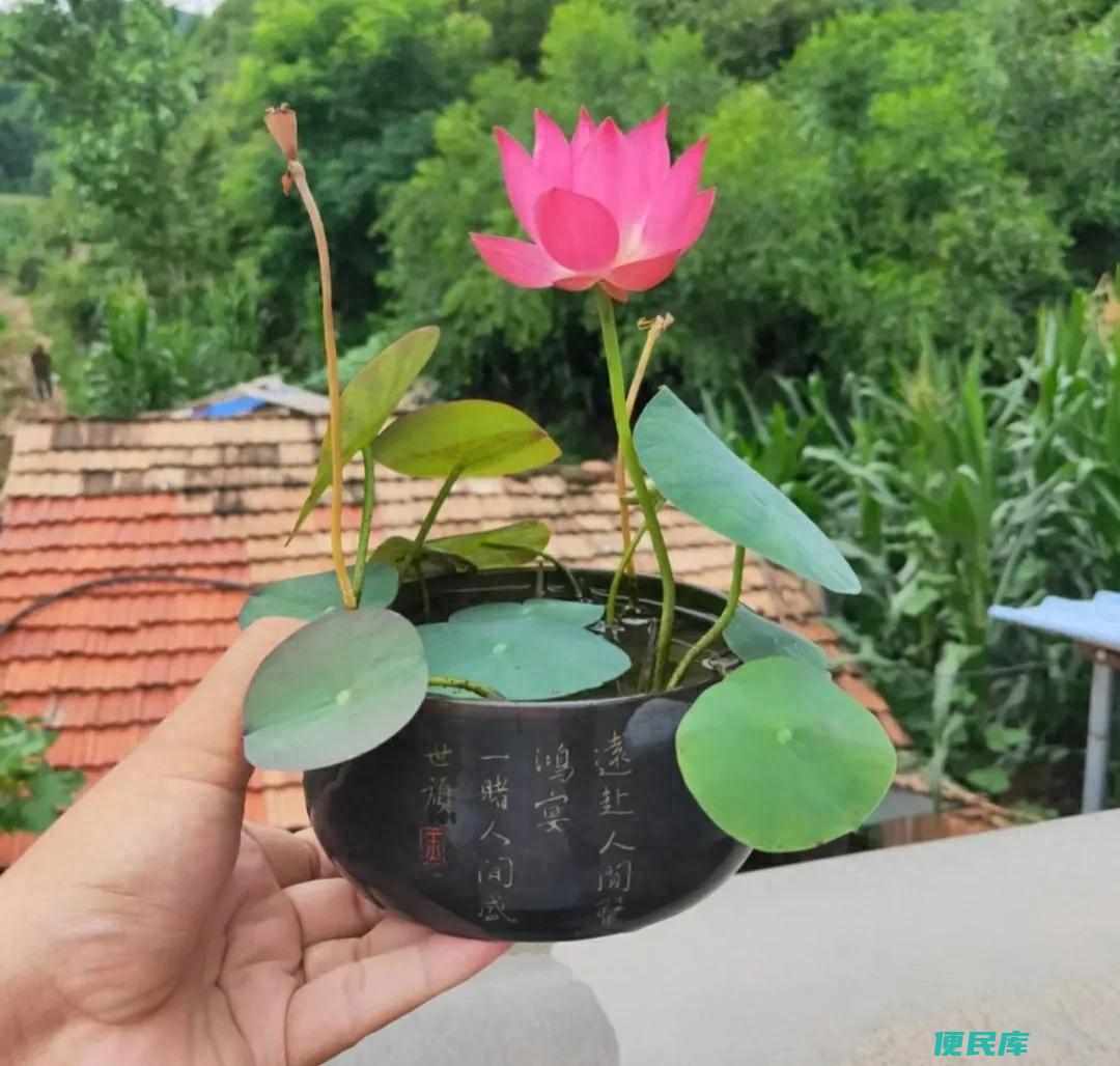 为什么家里不能种夜来香（不适合养在家里的四种花卉）