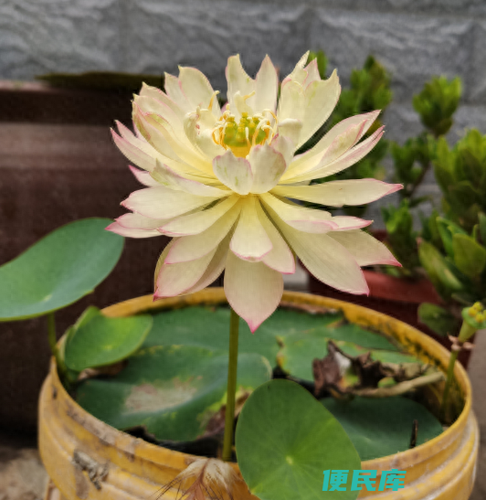 碗莲多久才能开花（怎样种植碗莲才能盆盆开满花呢）