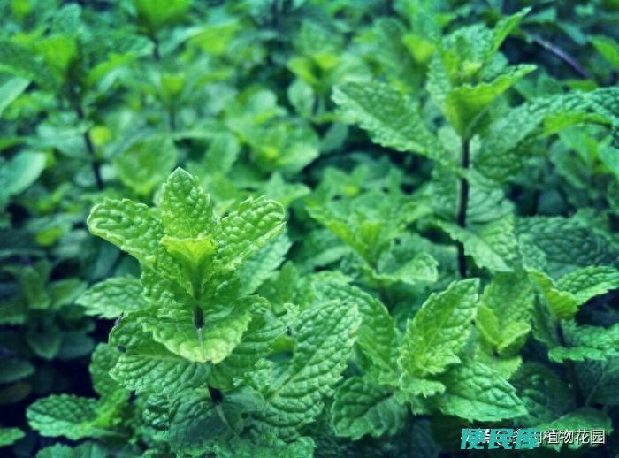 薄荷叶子发黑干枯怎么办（薄荷叶子枯萎的原因及处理方法）