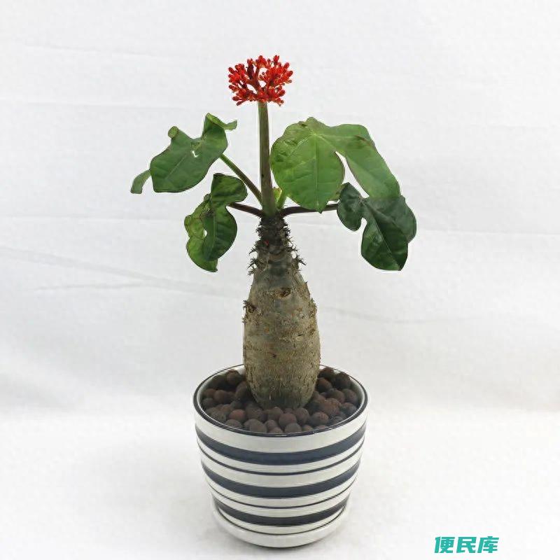 佛肚海棠的养护方法（佛肚海棠怎么养才能开花不断）