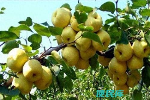 梨子成熟的季节是几月（梨树采摘后的五个管理要点）