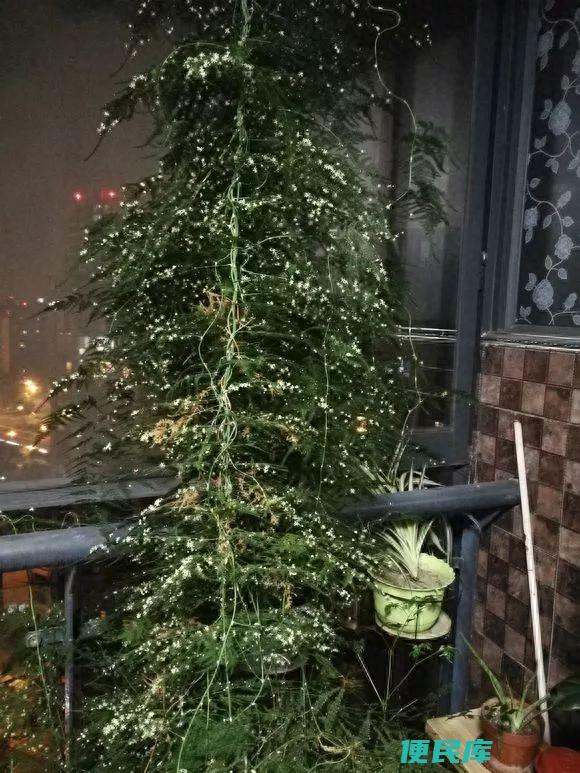 文竹叶子能不能喷水（分享给文竹浇水的四个小技巧）