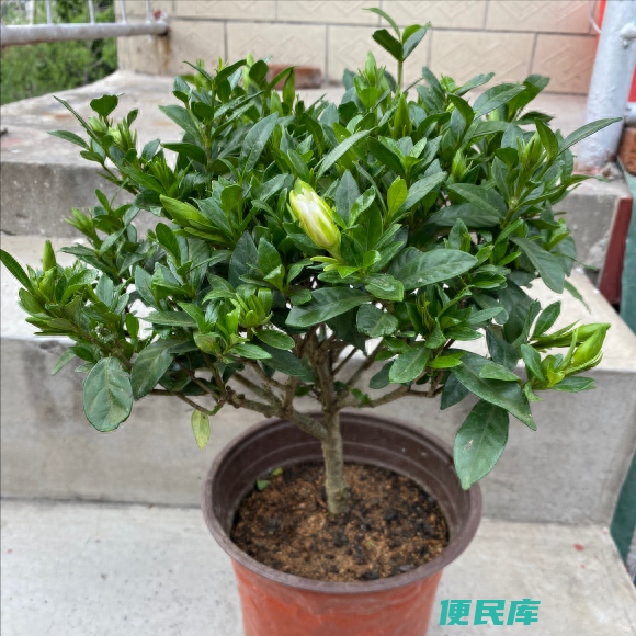 栀子花什么季节开花（导致栀子花不开花的原因有哪些）