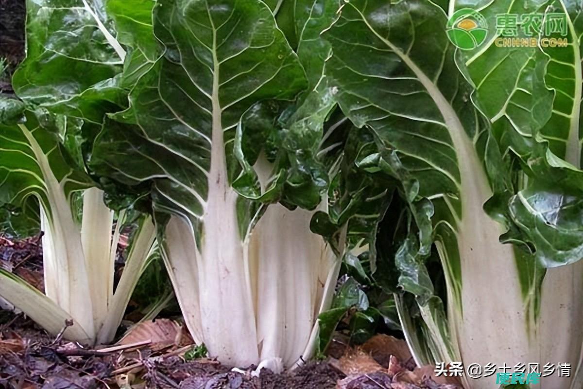 根达菜的种植方法和时间（根达菜什么时候种植合适）