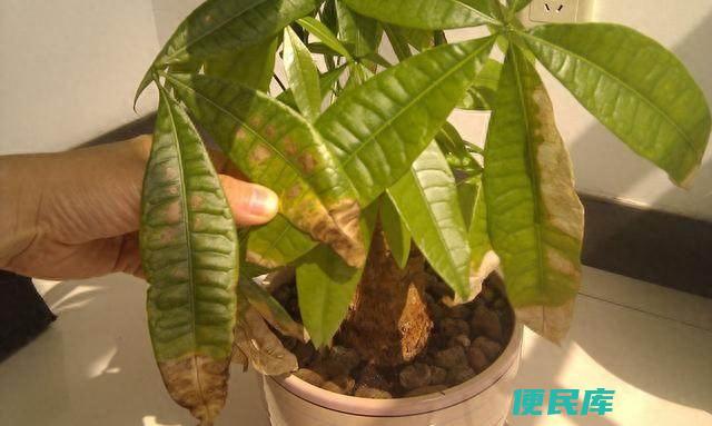 发财树叶子发黄能自行恢复吗（发财树黄叶的解决方法）