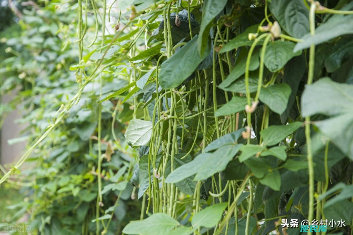 豆角种子泡多长时间可以种（豆角怎么种能提高产量）
