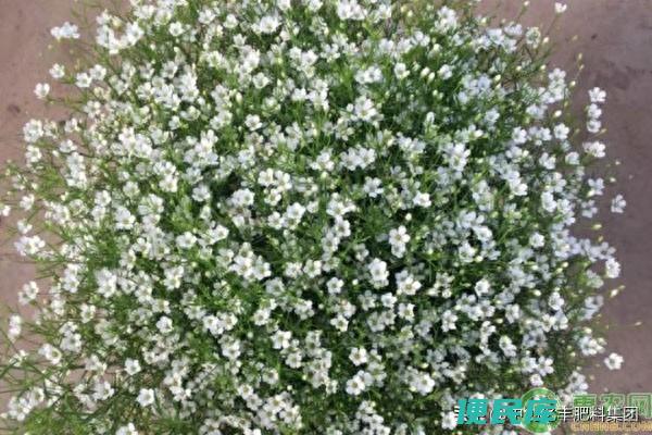 满天星种子种植方法和时间（简单易学的满天星花播种指南）