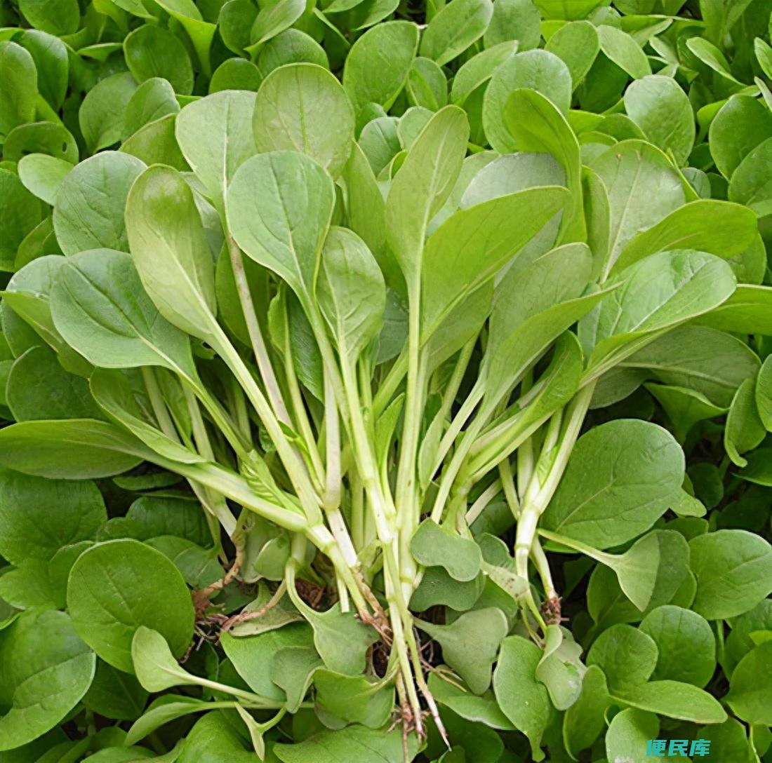 鸡毛菜又叫什么菜名（如何自己在家种植鸡毛菜盆栽）