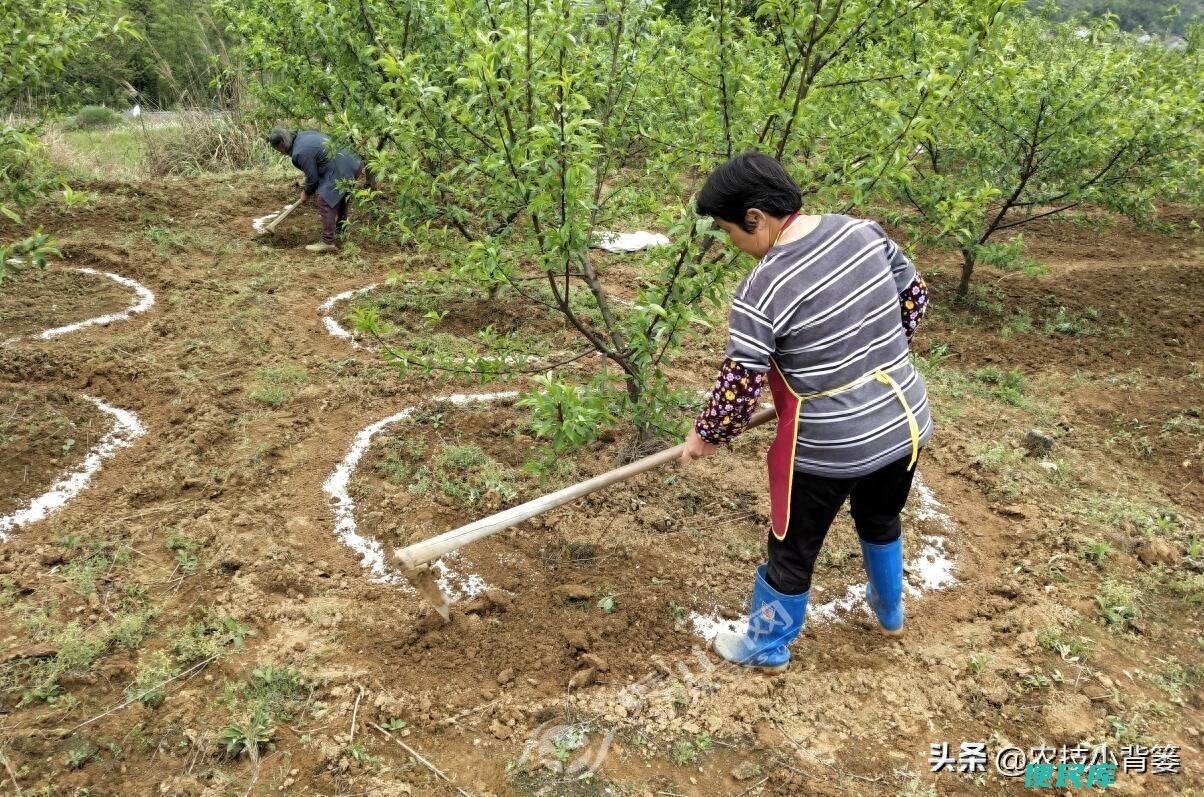 缓释肥和复合肥的区别（缓释肥和复合肥有什么不一样）