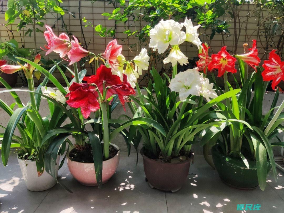 朱顶红必入品种排名（10款颜值高又经典的朱顶红）