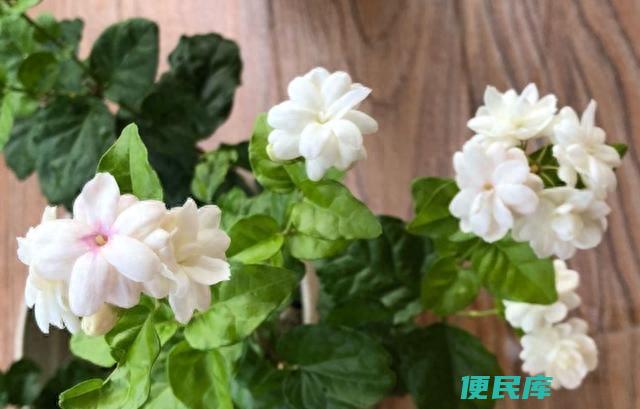 茉莉花用什么肥料好（茉莉花施什么肥长得更快更好看）