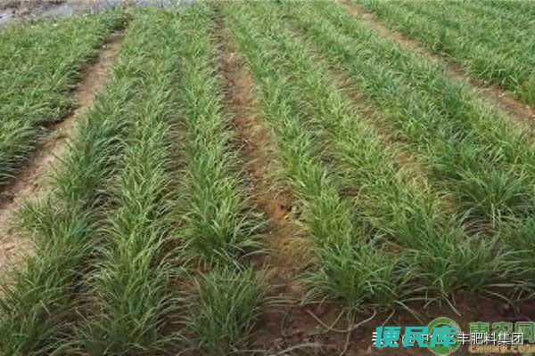 韭菜几月份种好（浅谈种植韭菜的最佳时间及环境条件）