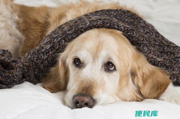 狗狗呼吸急促是怎么回事（狗狗大喘气是身体出问题了吗）