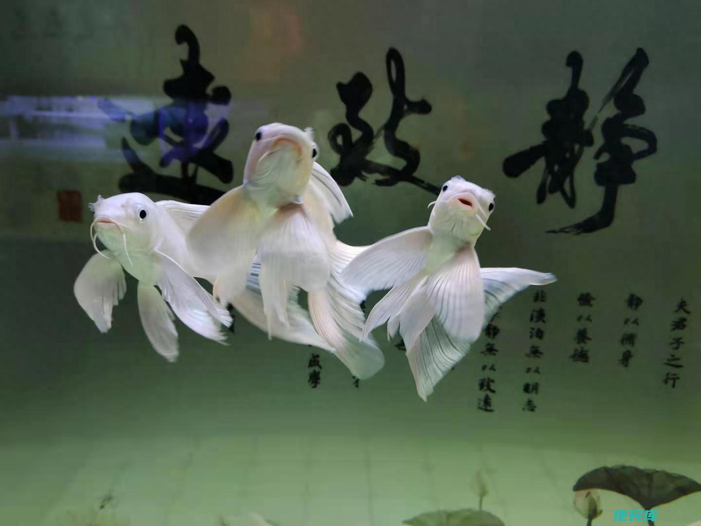 鱼跳缸怎么回事（导致观赏鱼频繁跳缸的原因有哪些）