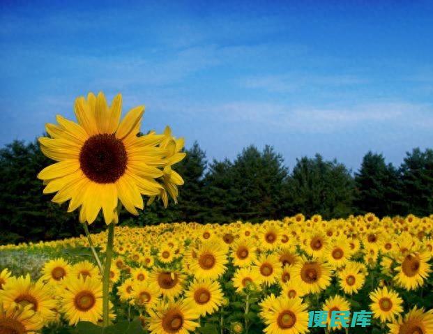 向日葵怎么种植（播种向日葵需要注意的问题都有哪些）