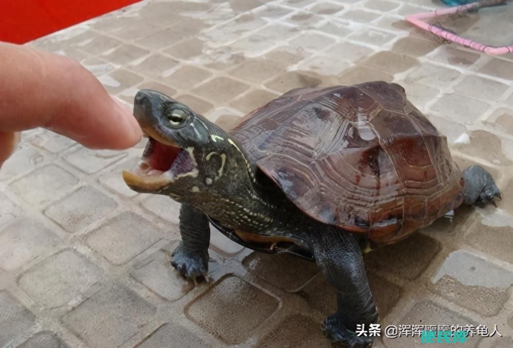 乌龟感冒了怎么治疗最有效（乌龟感冒的症状及预防措施）