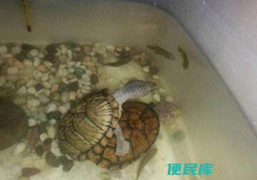 乌龟怎么交配产卵的（乌龟多大才能够达到性成熟呢）