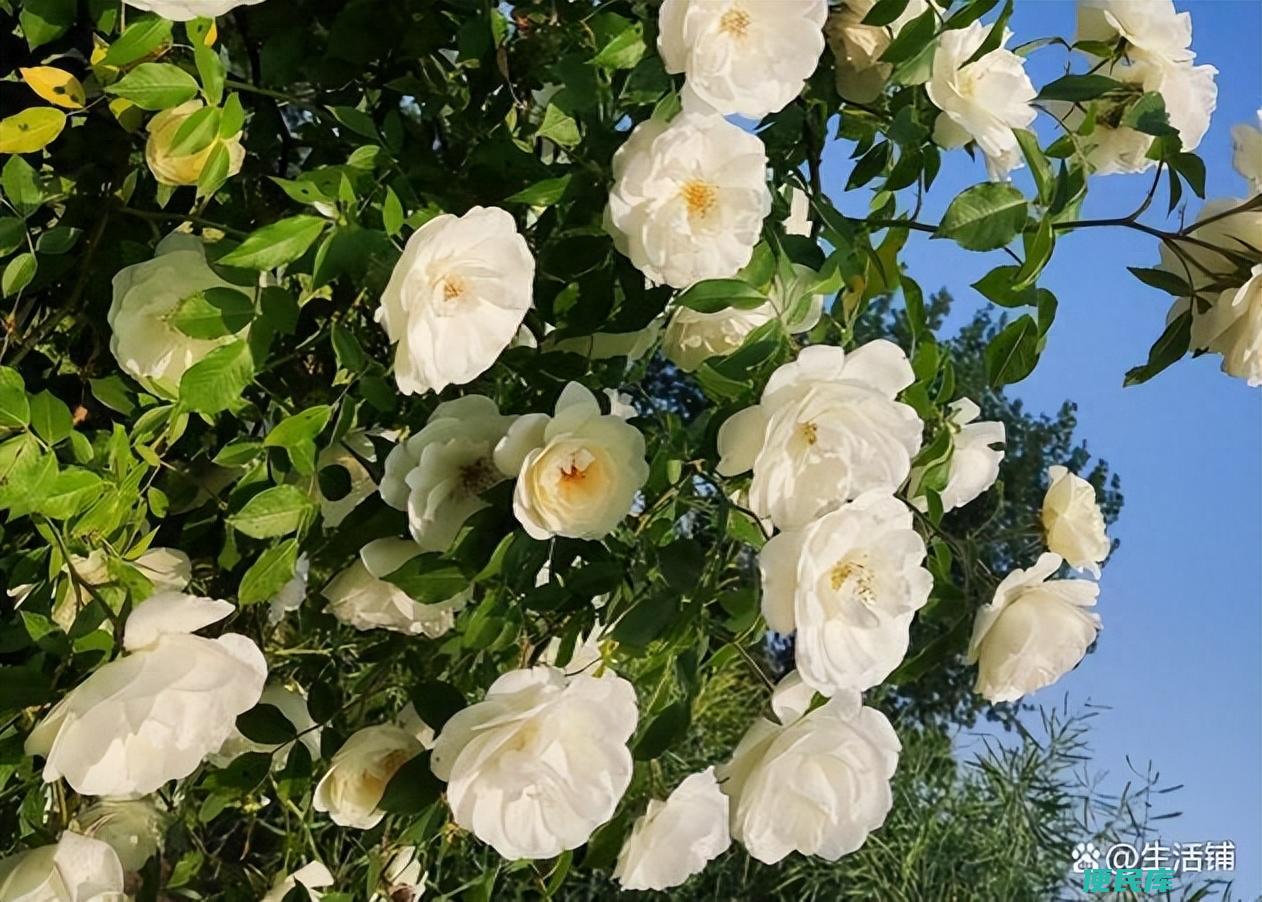 月季花<font color='#ff7200'>栽培</font>方法和技巧（养殖月季花有哪些需要注意的）