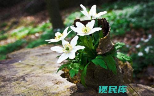 小苏打杀虫最佳配方（家中自制杀虫水的三种方法介绍）