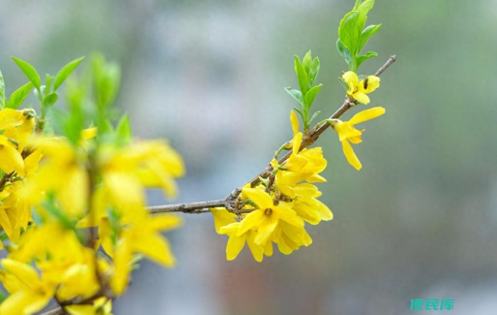迎春花是什么颜色的花（迎春花的养殖方法及注意事项）