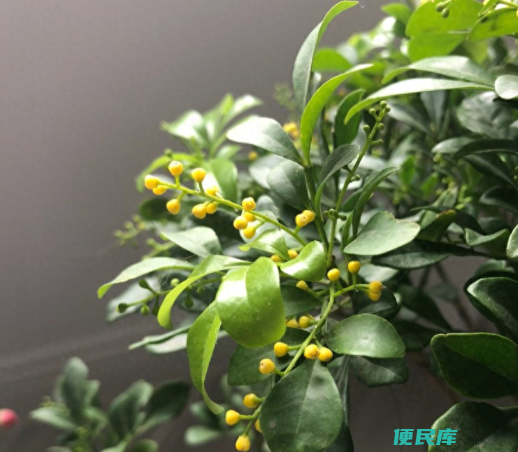 香水米兰的养殖方法和注意事项（米兰花应该怎么养）