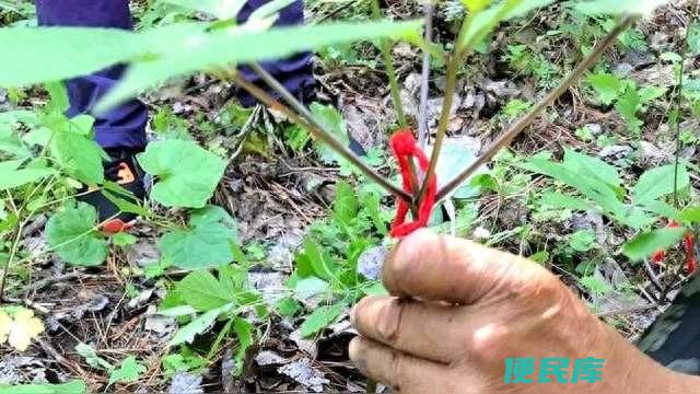 人参会跑是真的吗（为什么农民挖到野人参要用红绳绑住）