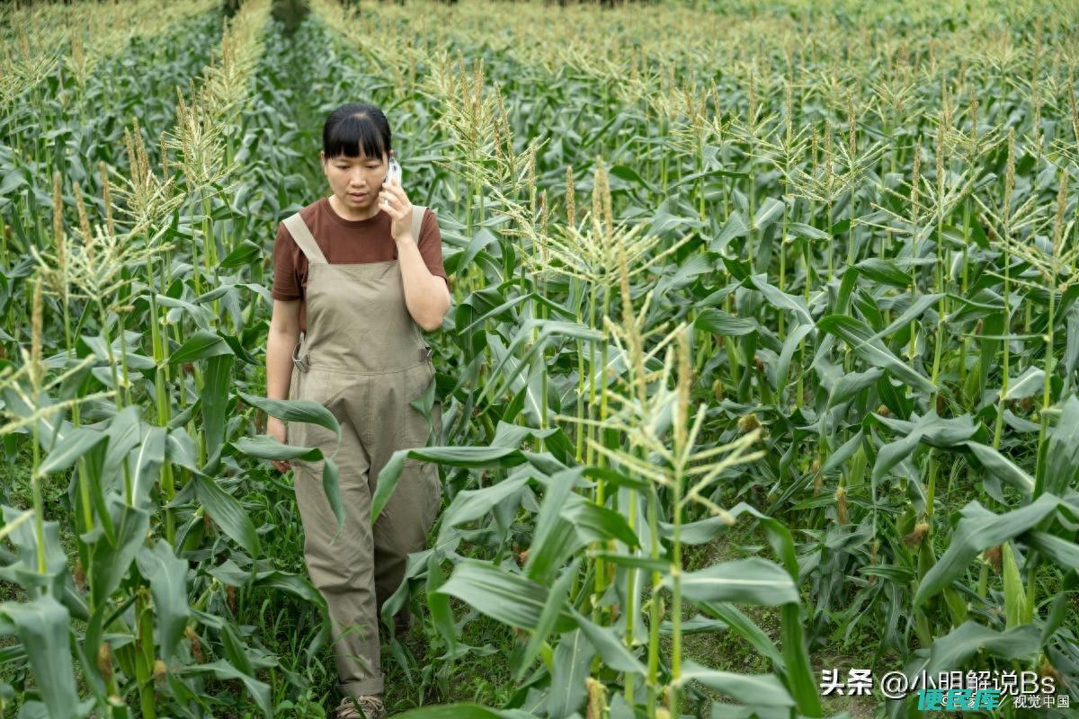7月份种玉米晚不晚（在七八月种植玉米需要考虑哪些因素）