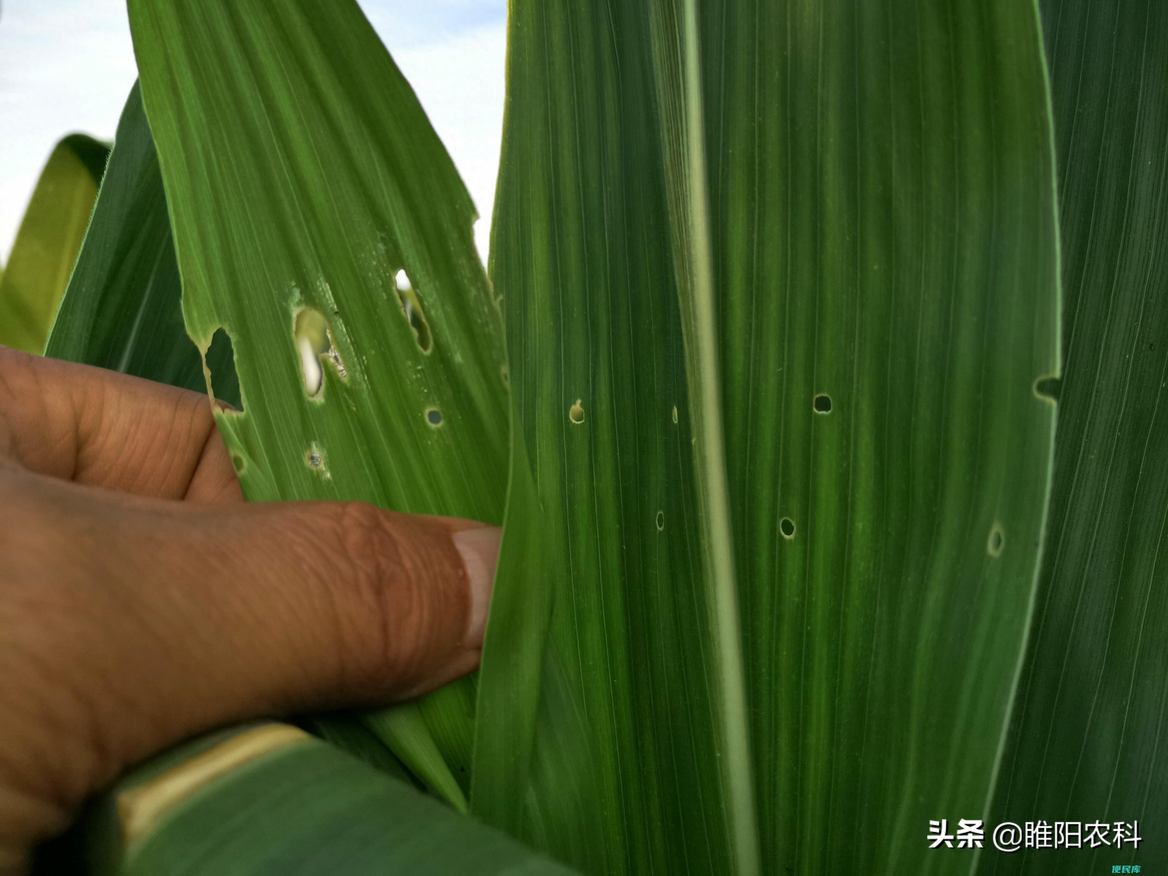 玉米防虫药最佳时间（如何有效预防玉米害虫的发生）