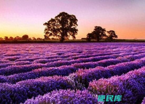 薰衣草什么时候开花（薰衣草的花期是几月份到几月份）