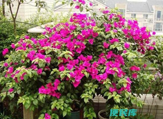三角梅有毒吗（在种植三角梅的过程中需要注意什么）
