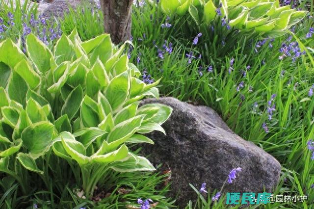 喜阴的室外植物花卉有哪些（适合种在庭院的五种喜阴花）