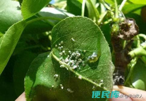 梨木虱用什么药效果好（梨木虱的防治时机和用药方案）