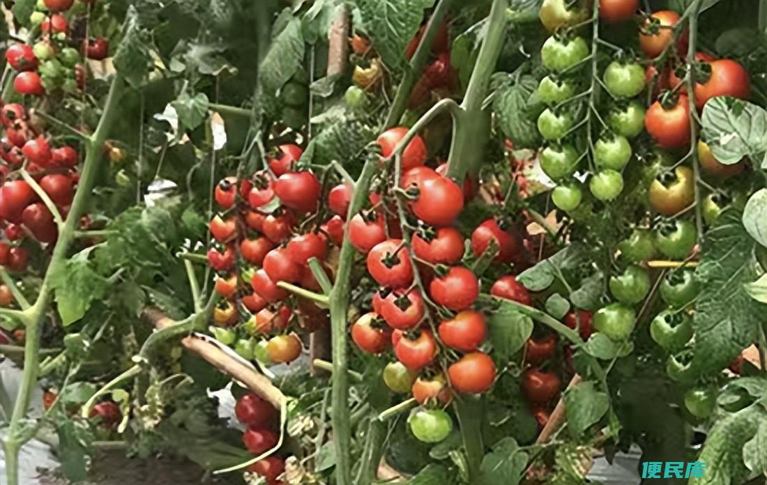 西红柿几天一浇水几天一施肥（种植西红柿怎么施肥最科学）