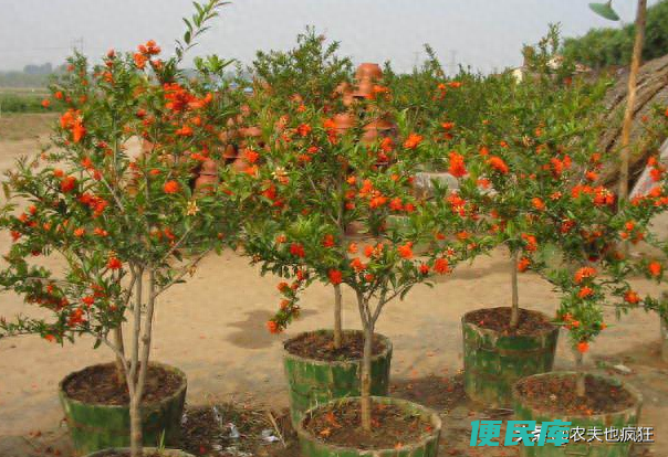 石榴树几年开花结果（为何有些石榴树栽种后只开花不结果）