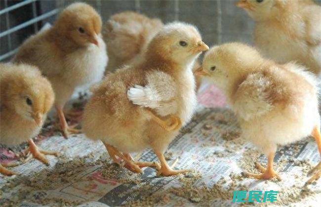 刚孵化的小鸡怎么喂养（刚孵化的雏鸡在饲养上要注意什么）