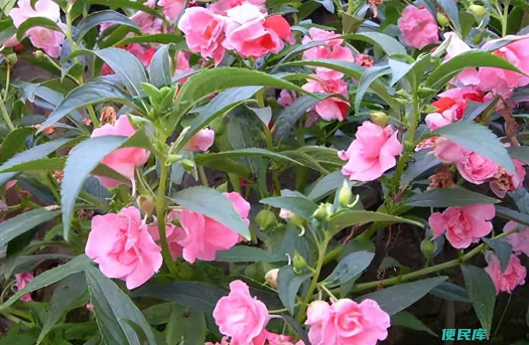 凤仙花有毒吗（为什么不能把凤仙花栽种在菜园子附近）