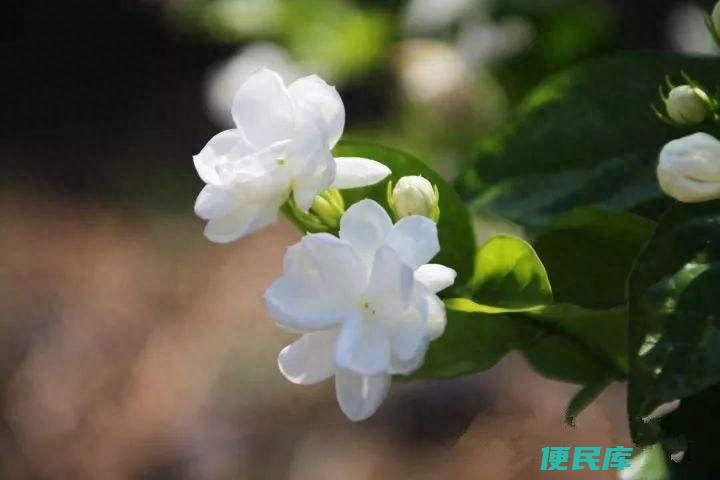 茉莉花期是几月到几月（如何延长茉莉花的开花时间）