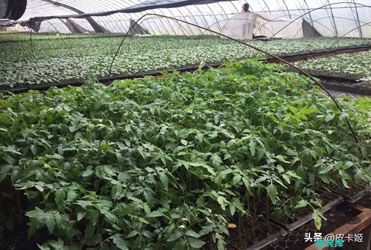 西红柿种植方法和时间（西红柿种植后的管理技术介绍）