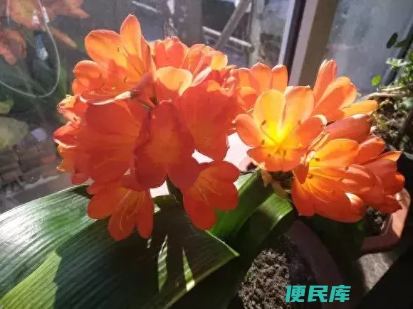 君子兰的花谢了花梗要剪掉吗（君子兰花谢后的养护方法）