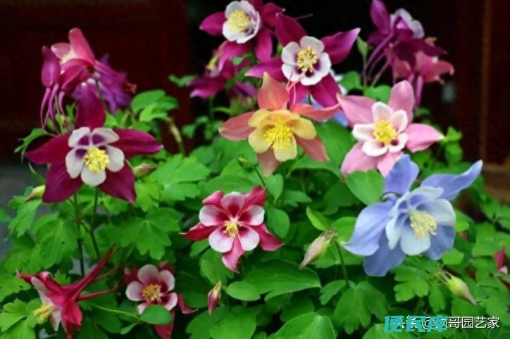 耐阴耐寒的室外花卉有哪些（4种耐寒又耐阴的花草）