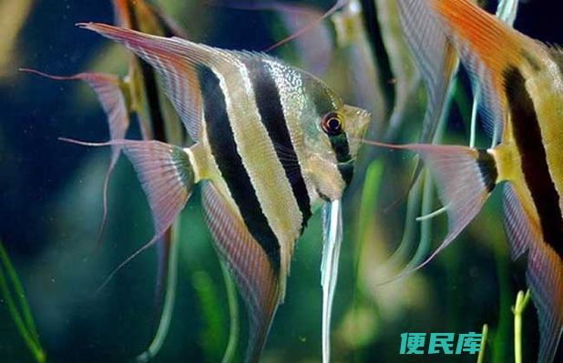 神仙鱼易死的原因分析（解析神仙鱼容易死亡的原因）