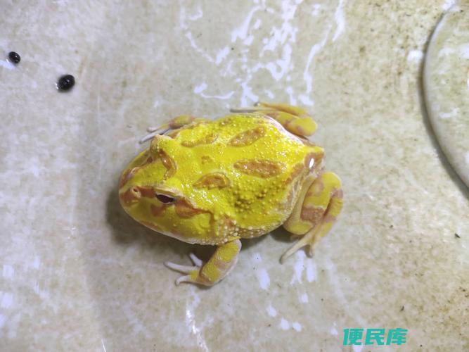 角蛙饲养方法探秘（解析角蛙的饲养要点）