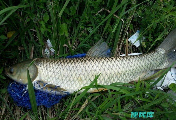 野钓草鱼首选饵料推荐（优质饵料提升野钓草鱼成绩）