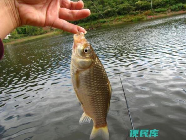 野钓鲫鱼推荐的钩子类型（挑选适合野钓鲫鱼的高品质钩子）