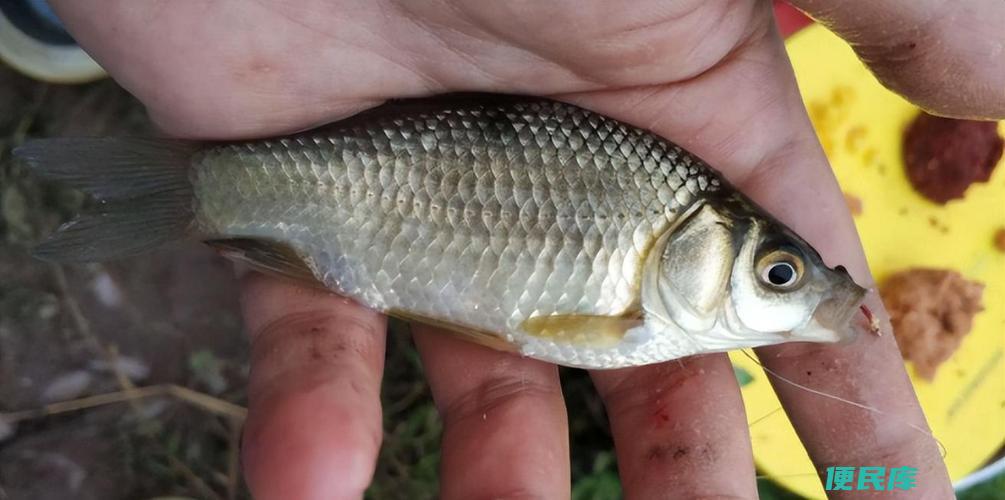野钓鲤鱼最佳钩型（野钓鲤鱼时最好使用哪种钩型）