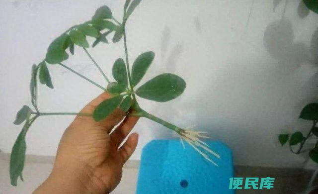 鸭掌木扦插最简单方法（鸭掌木嫩枝和老枝分别如何扦插）