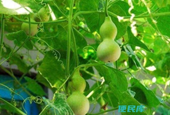 葫芦的种植方法和时间（葫芦种子种植后多久能出芽）